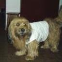 Peluche