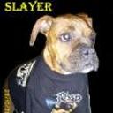 Slayer