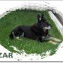Zar