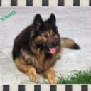 Yako