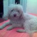 Chenoa