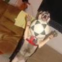 Scrapy (chiky)