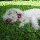 Chicho