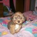 Bb pipo