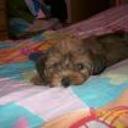 Bb pipo