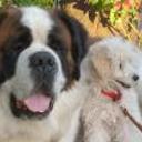 Zeus y benghi