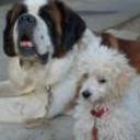 Zeus y benghi