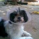 Odie