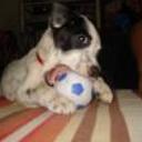 Manchas