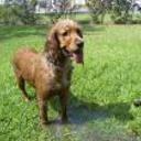 Canela