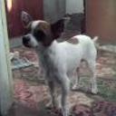 Toby