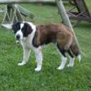 Pongo
