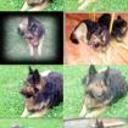 Yako