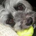 Bruno