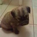 Telma