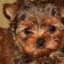 Yorky