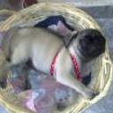 Kisha