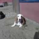 Gaspar