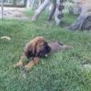 Lola