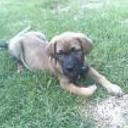 Lola