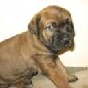 Lola