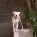Chata