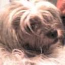 Polillita