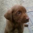 Lucas