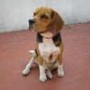 Tobby