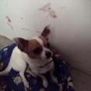 Toby