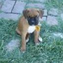Homero