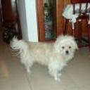 Toby