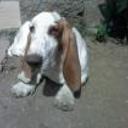 Gaspar
