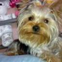 Bety