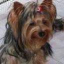 Golfo
