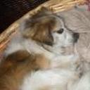 Toby
