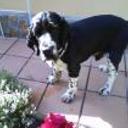Yacko
