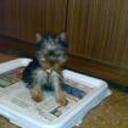 Bety
