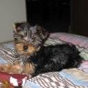 Yorky