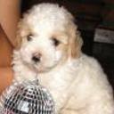 Cooper