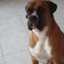 Roco