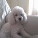 Cande