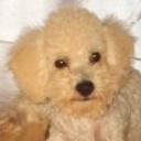 Fido