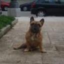 Neder