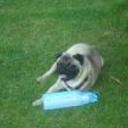 Otto