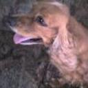 Toby