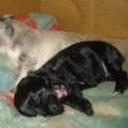 Apolo y yacko