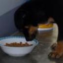 Apolo