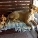Micho y kilo
