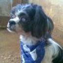 Odie